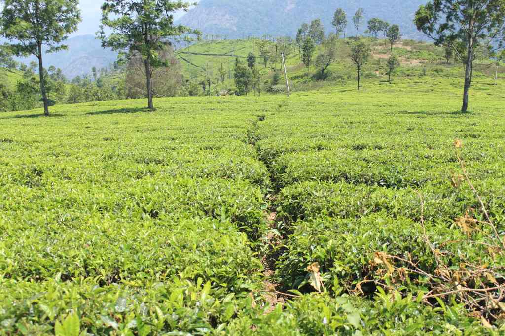 Singara Tea Estate owned by Mayur Madhvani, husband of yesteryear Hindi actress Mumtaz.