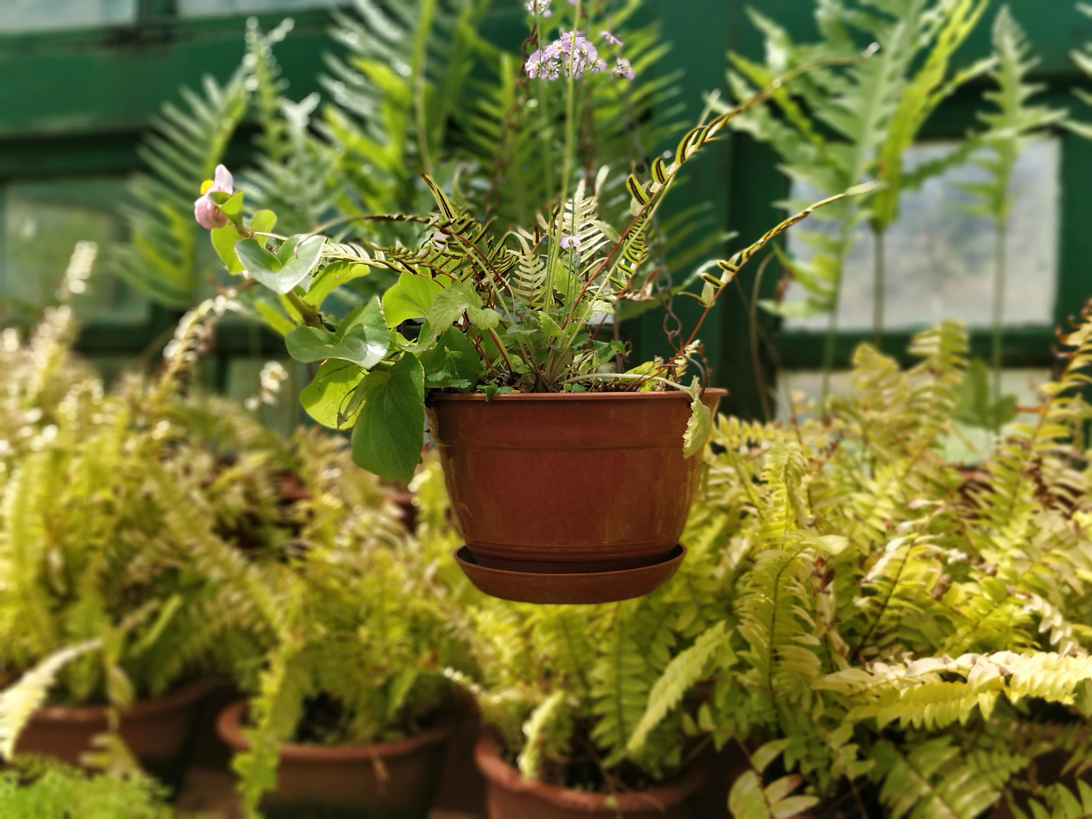 Beautiful Pot in Botanical Garden