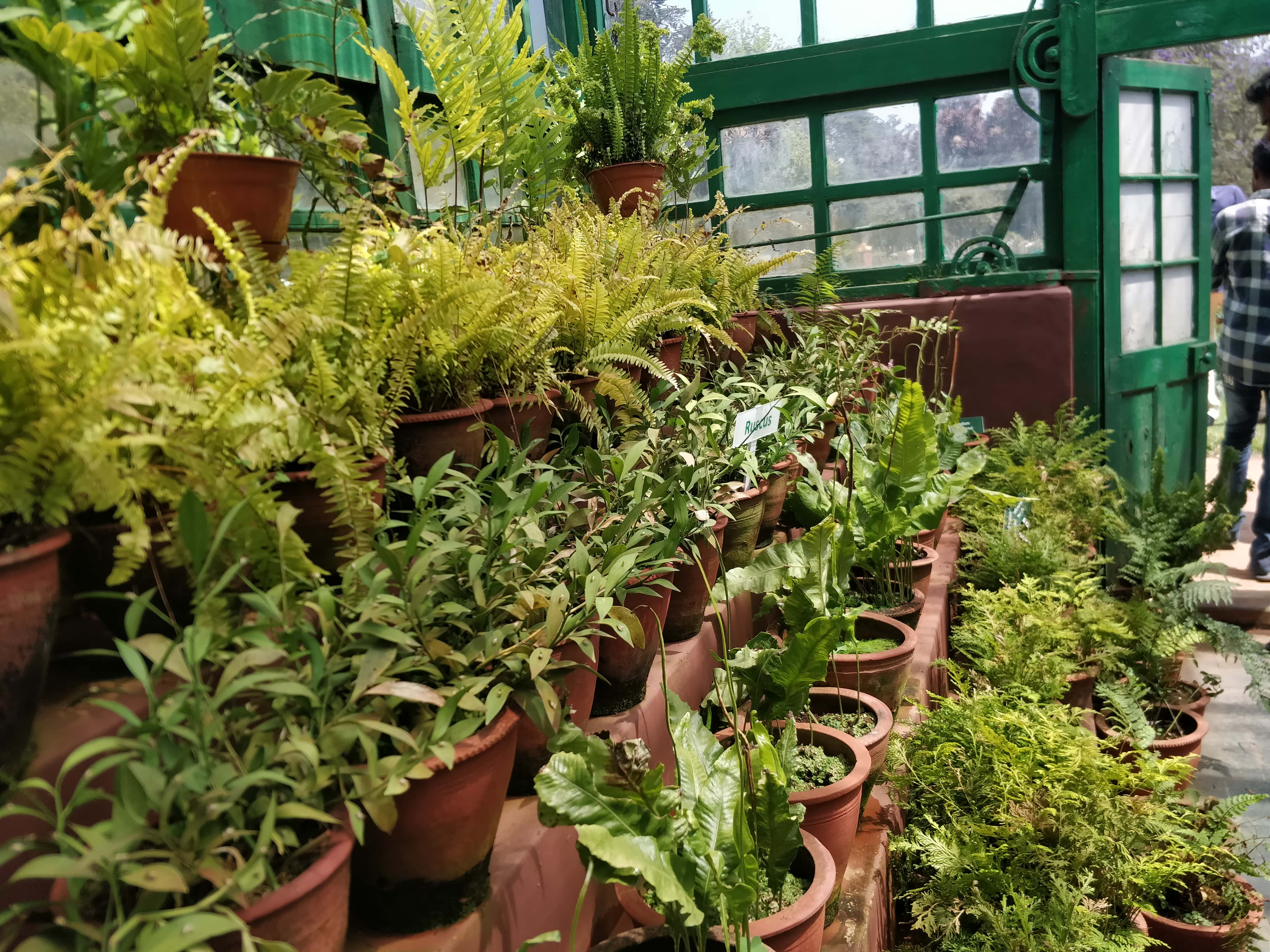 Beautiful Saplings in Botanical Garden