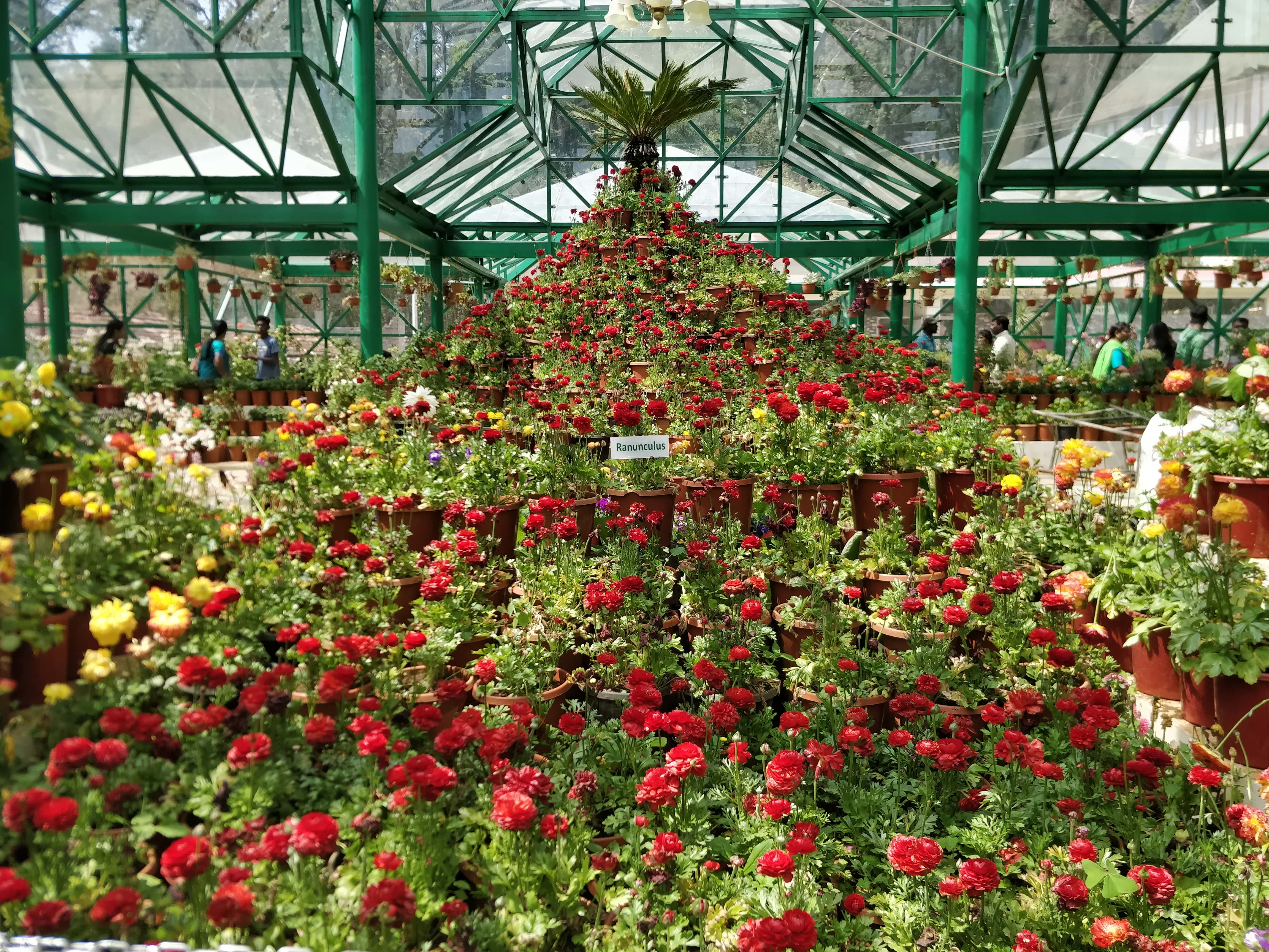 Pot tree in Glass House made of beautiful roses