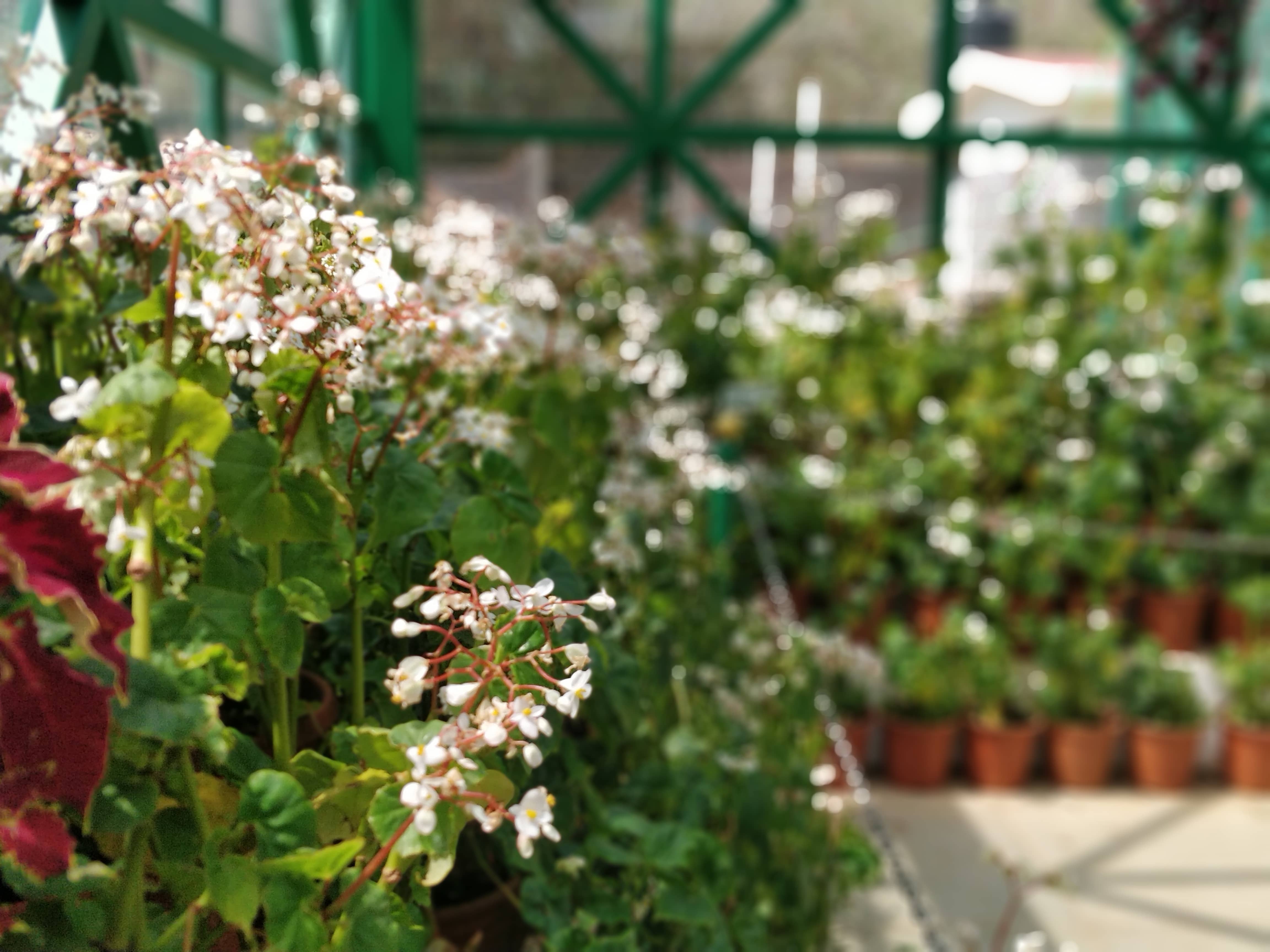 Beautiful White Flowers in Glass House