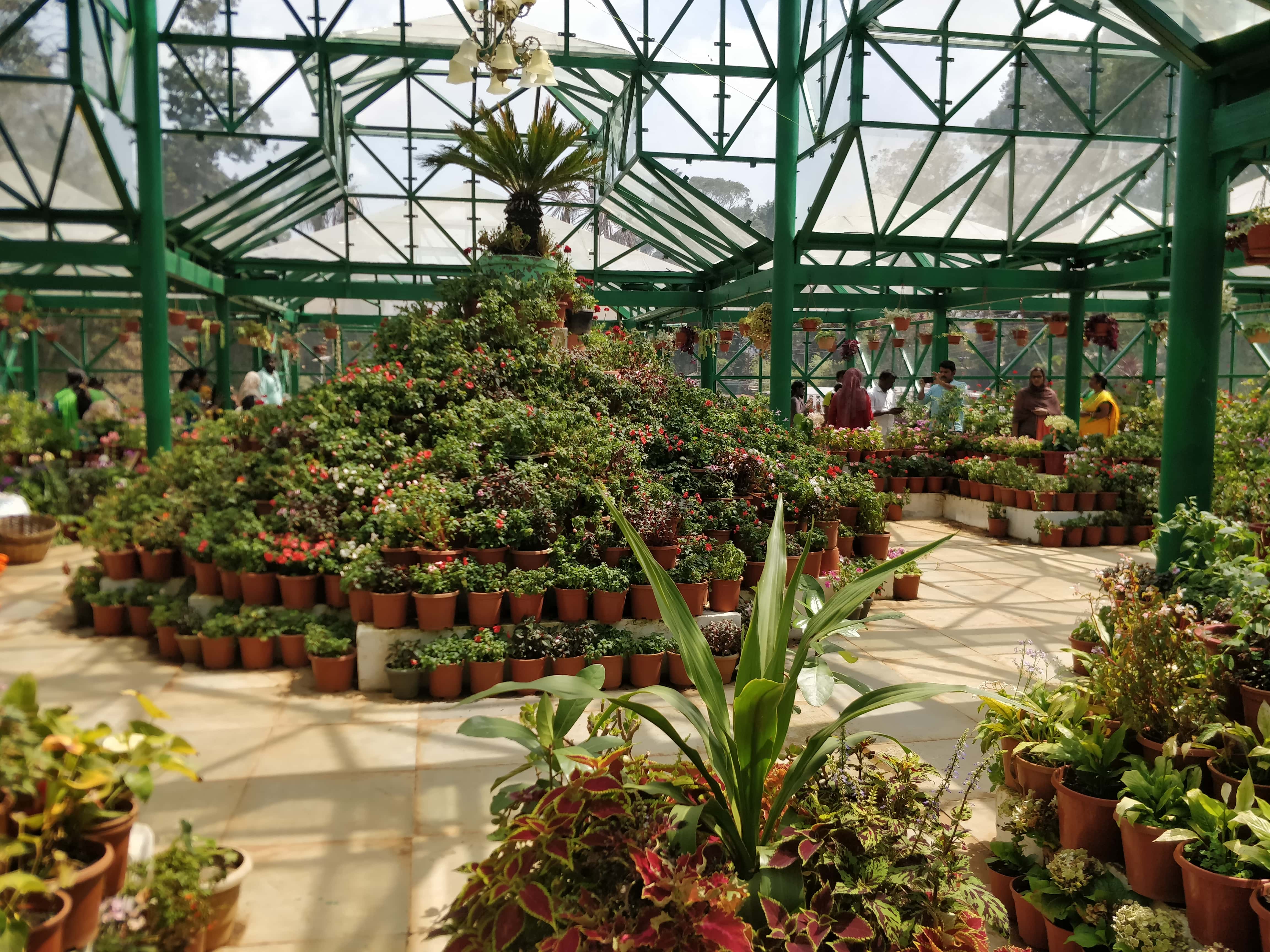 Pot Tree inside Glass House in Government Botanical Gardens Ooty