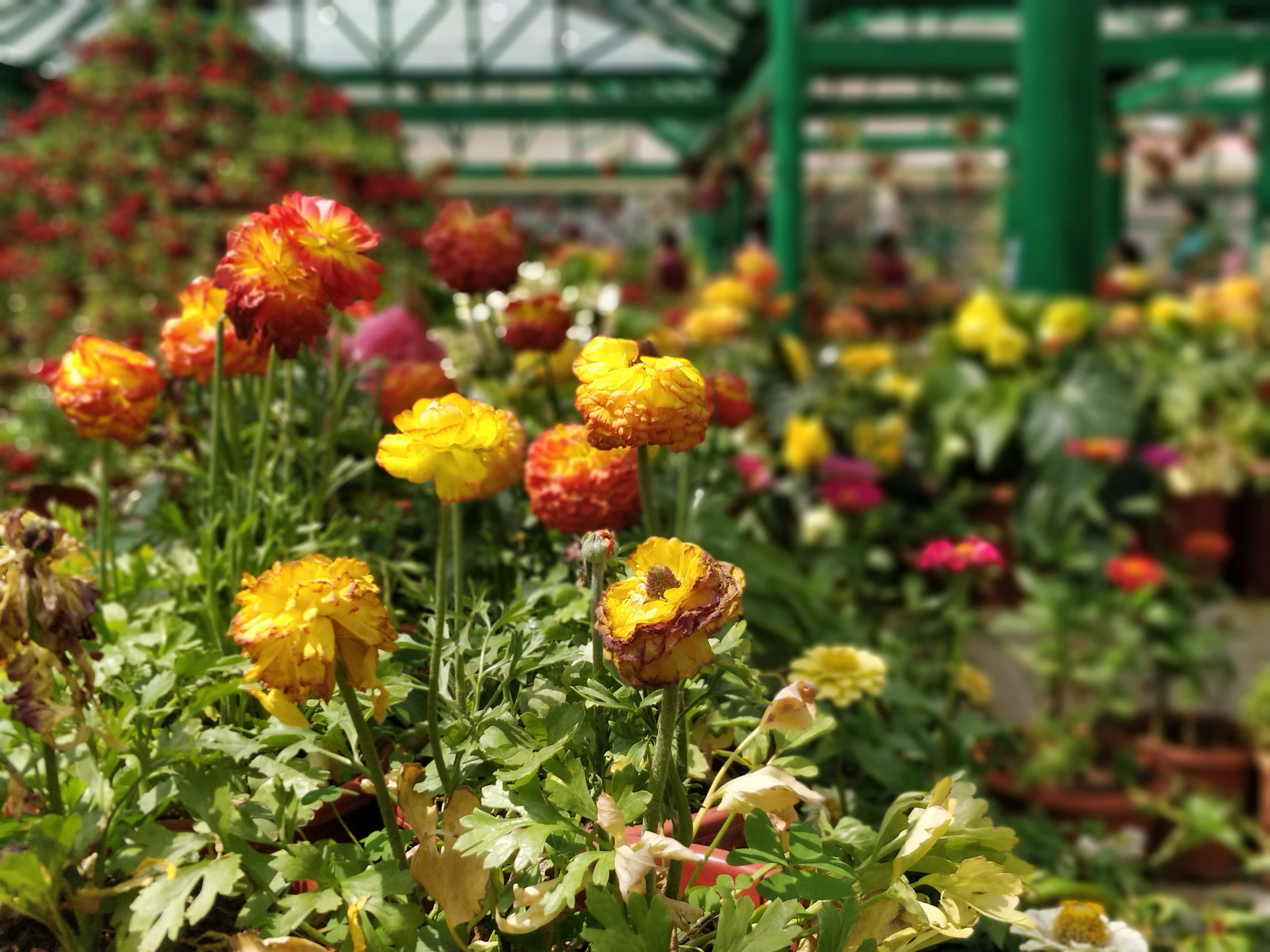 Government Botanical Gardens Ooty