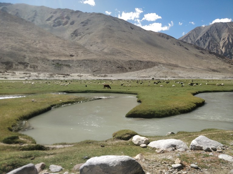 Large herd of Pashmina Goats