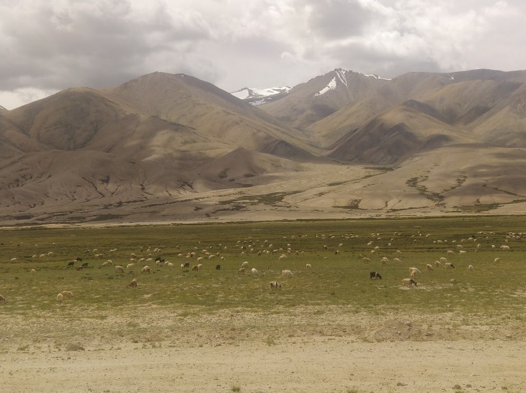 Herds of Pashmina goats looks like small dots