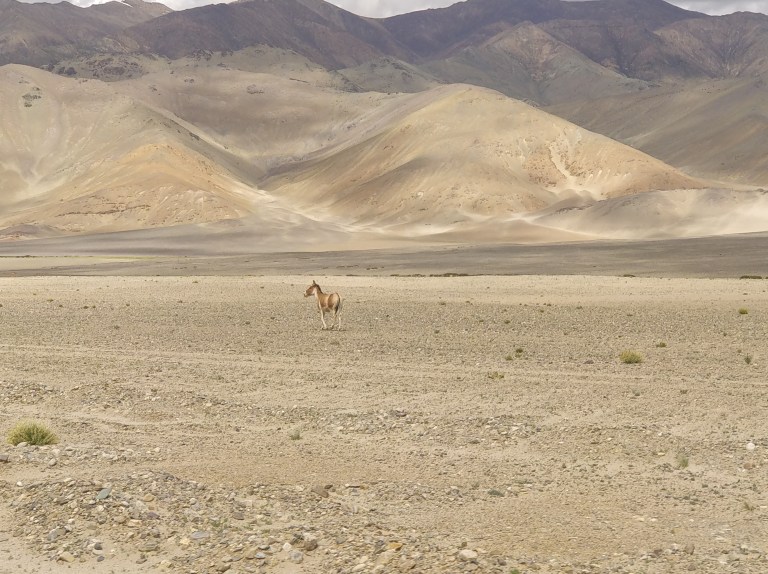 Jungli Ghoda or Jungle Horse or wildass