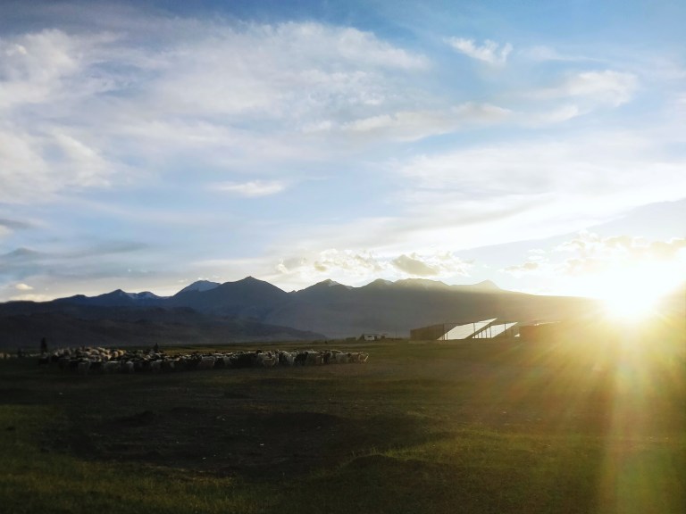 Flock of Pashmina goats coming back to their homes during sunset