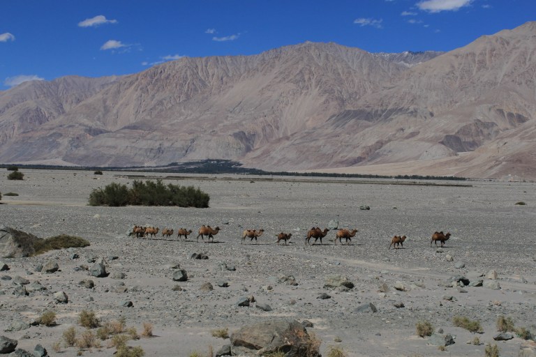 A herd of camels walking through the desert - taken on the way to Diskit and Hunder