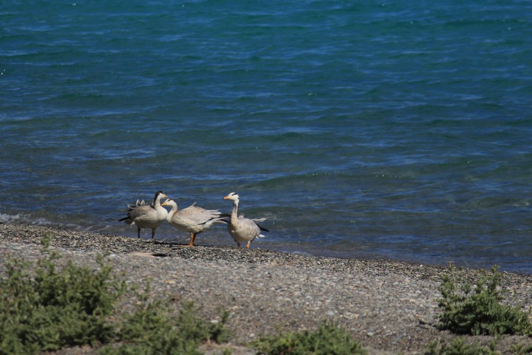 Bar headed goose on the banks of Pangong Lake