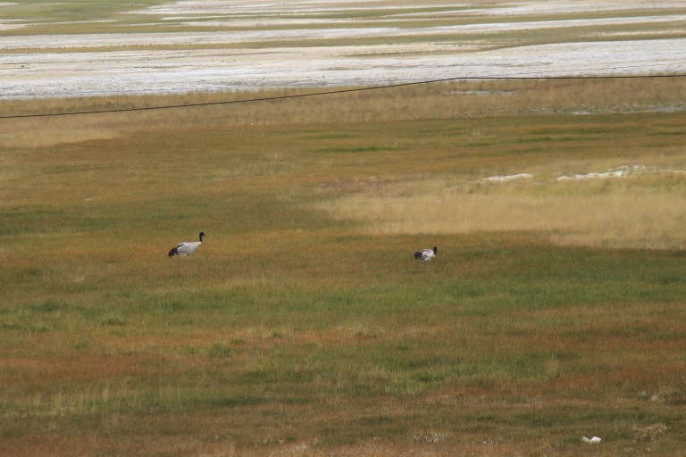 Black Neck Crane on the banks of Mirpal Tso